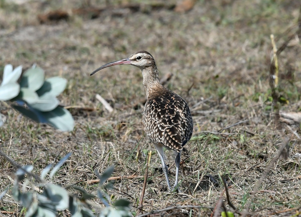Bristle-thighed Curlew - ML646387910