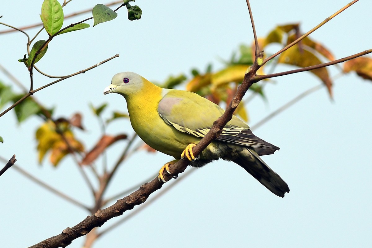 Yellow-footed Green-Pigeon - ML646387911