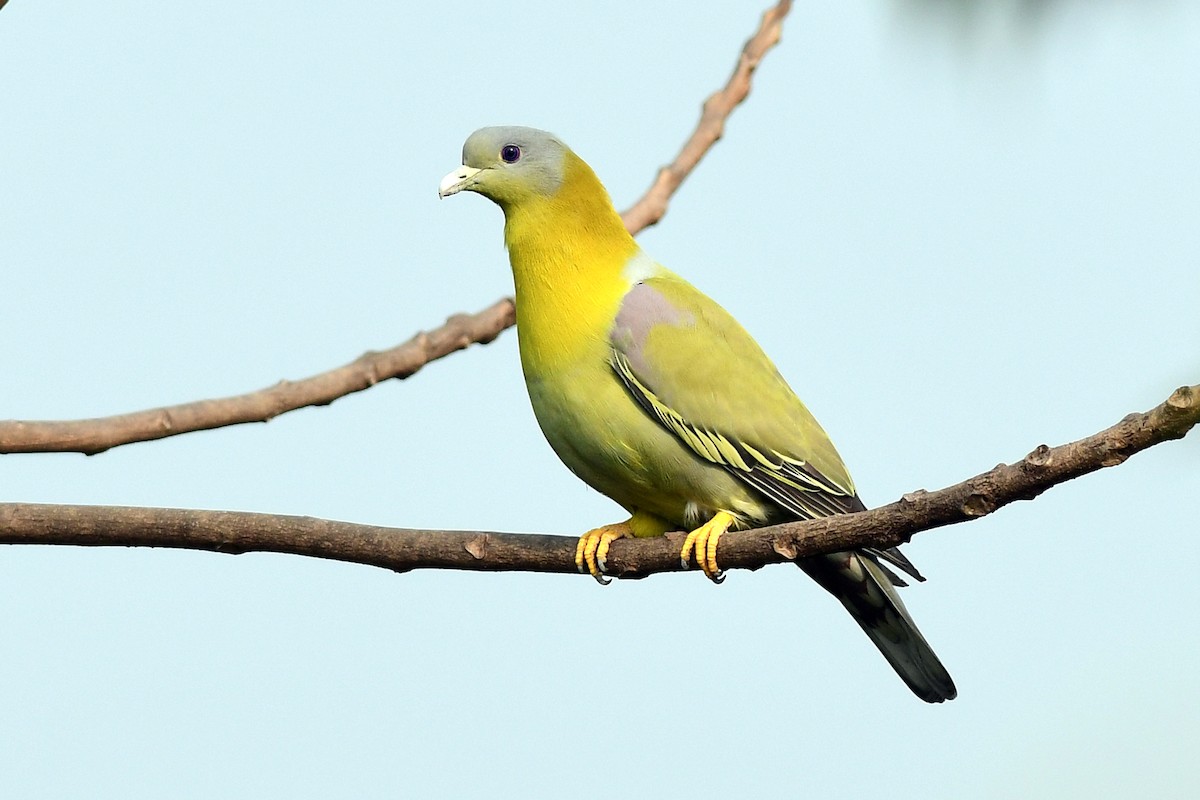 Yellow-footed Green-Pigeon - ML646387912