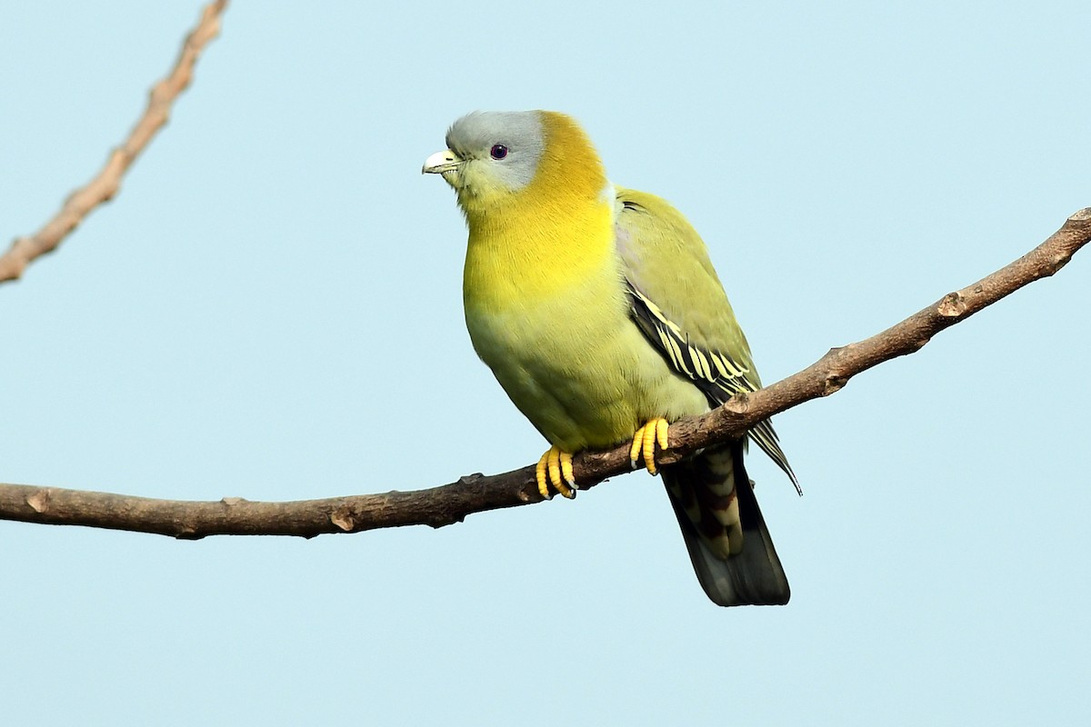 Yellow-footed Green-Pigeon - ML646387913