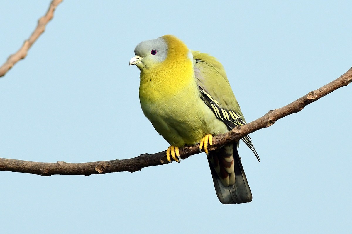 Yellow-footed Green-Pigeon - ML646387914