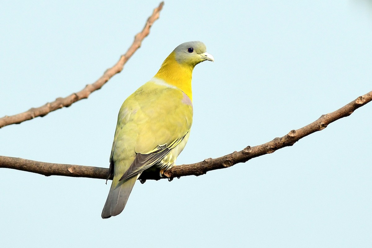 Yellow-footed Green-Pigeon - ML646387915