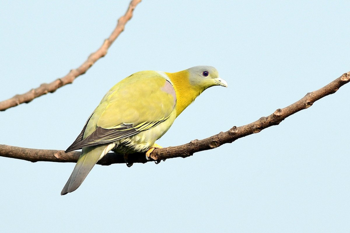 Yellow-footed Green-Pigeon - ML646387916