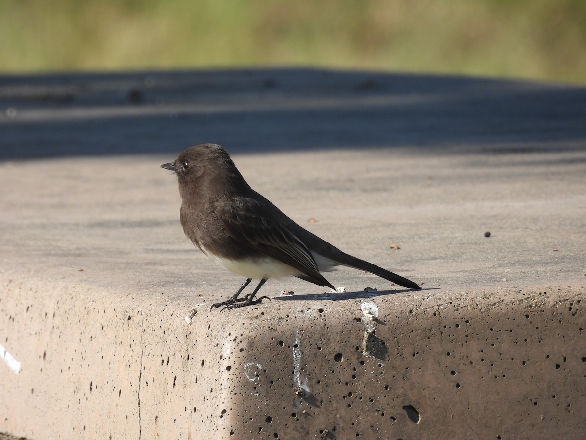 Kara Fibi - ML646387917