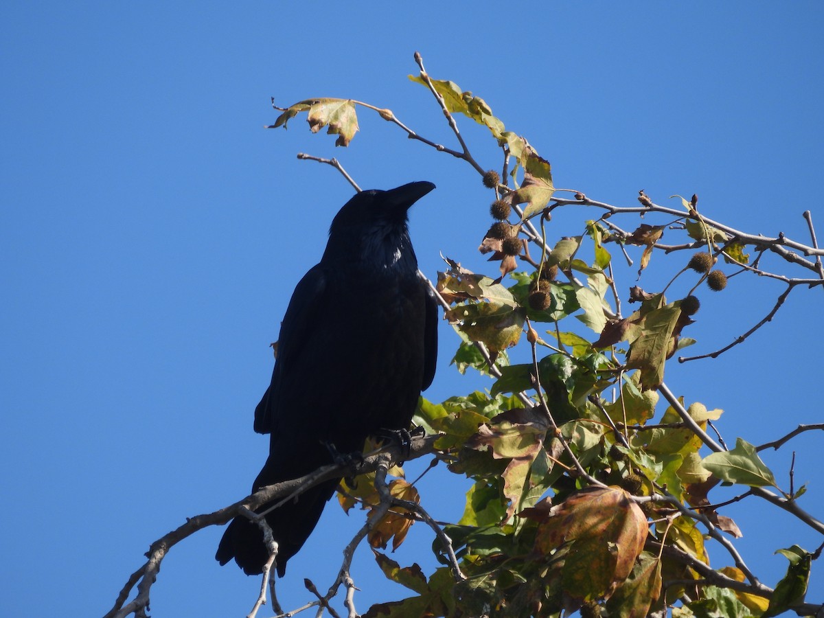 Kara Fibi - ML646387918