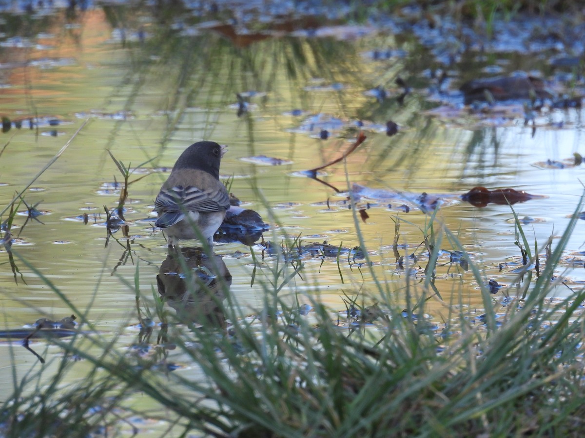 Kara Gözlü Junko - ML646387919