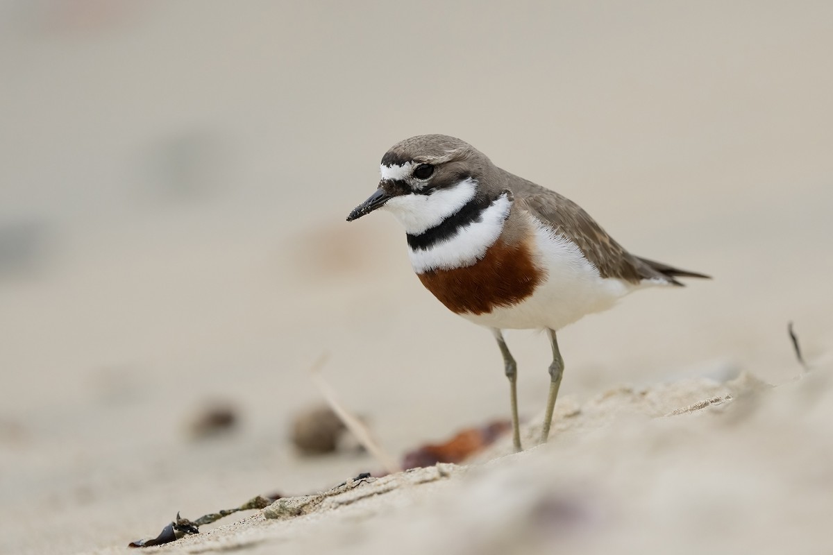 Double-banded Plover - ML646387922