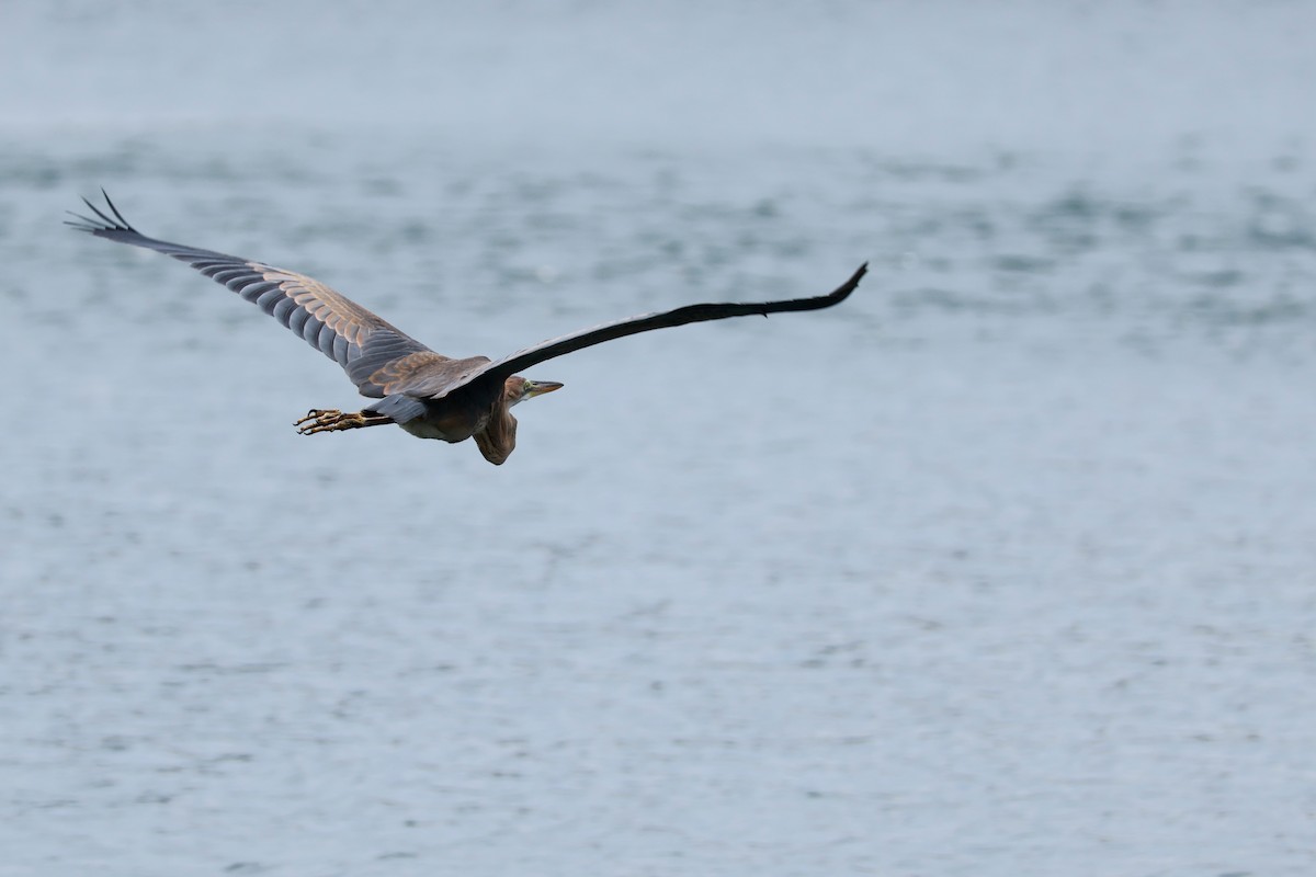 Purple Heron - ML646387923