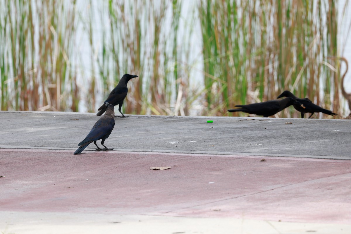 House Crow - ML646387924