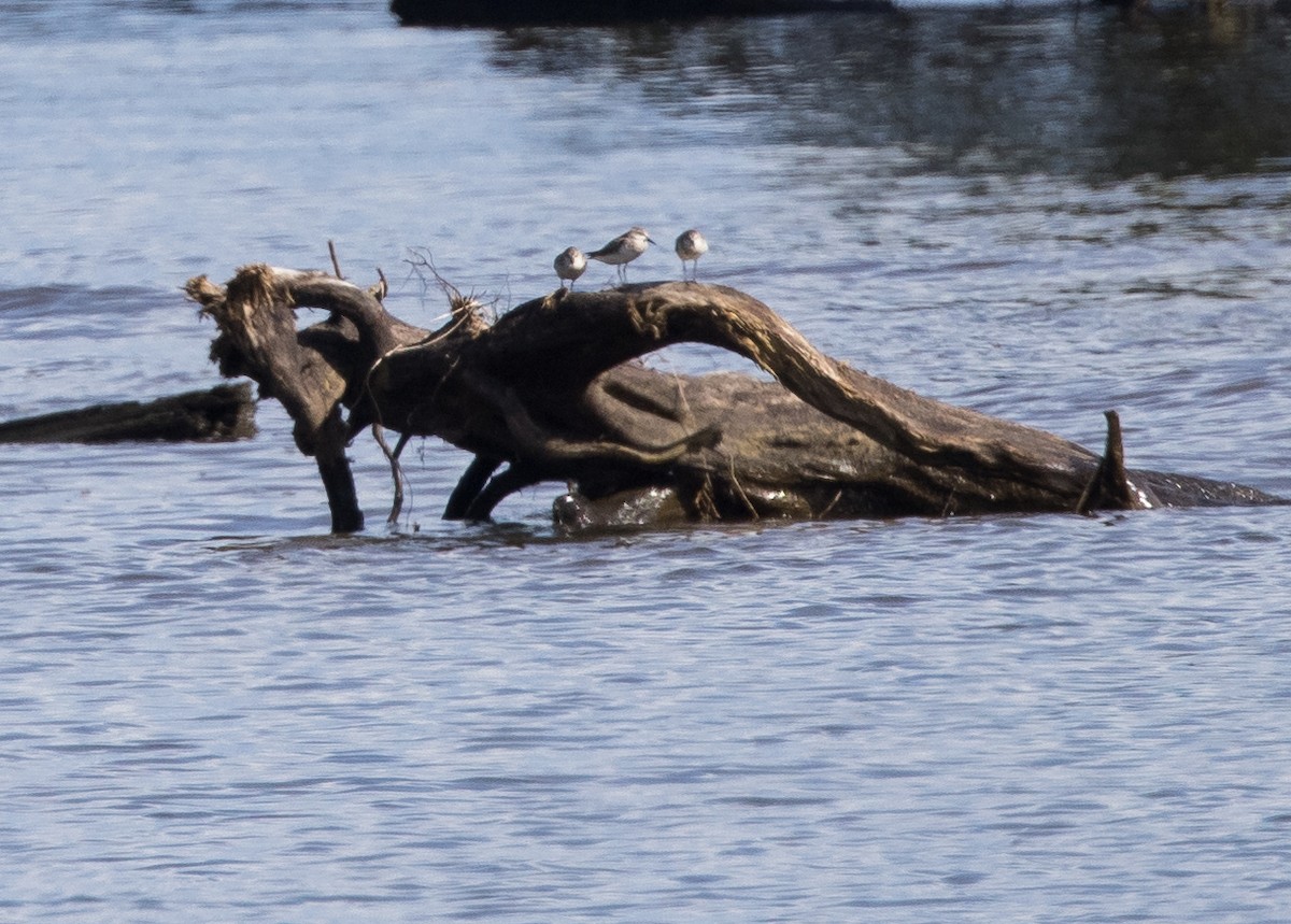 Red-necked Stint - ML646387925