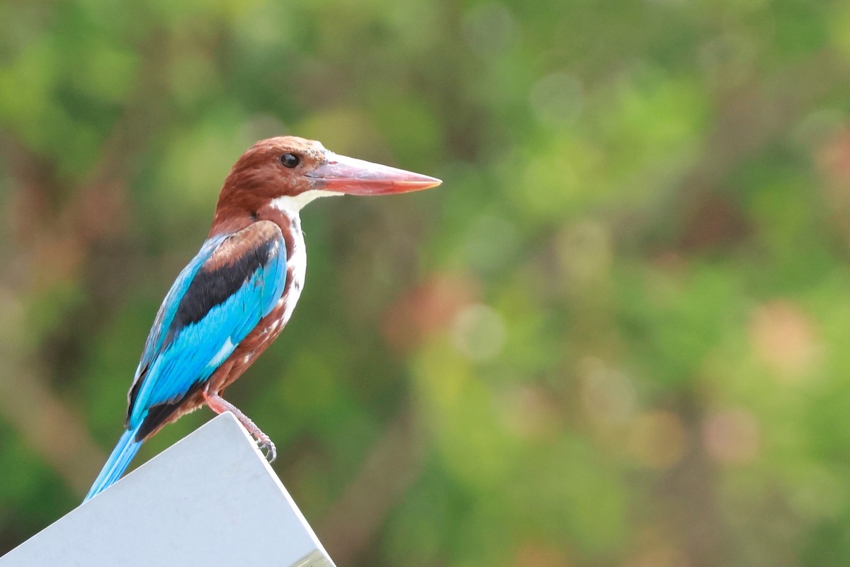 White-throated Kingfisher - ML646387926