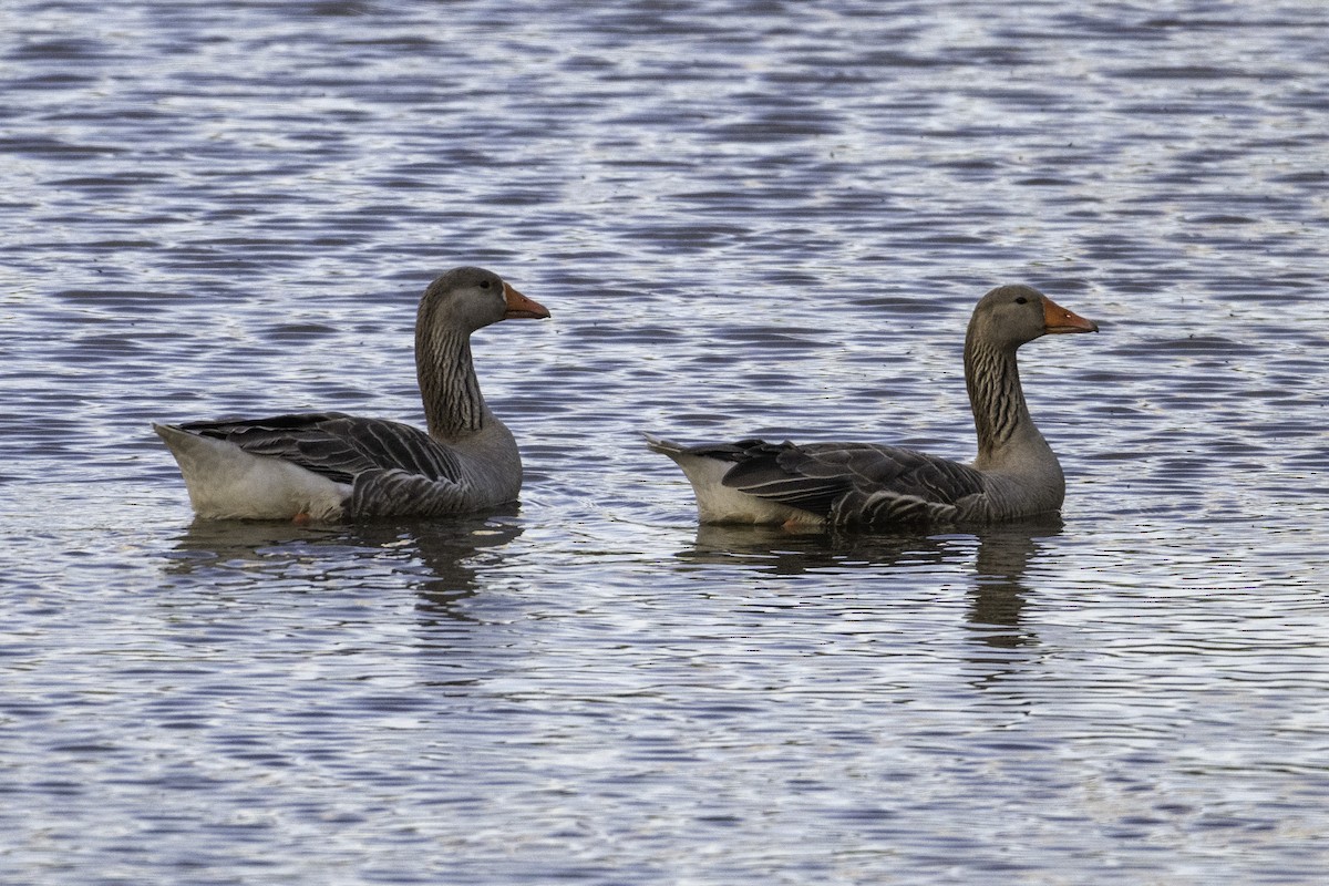 Graylag Goose (Domestic type) - ML646387928