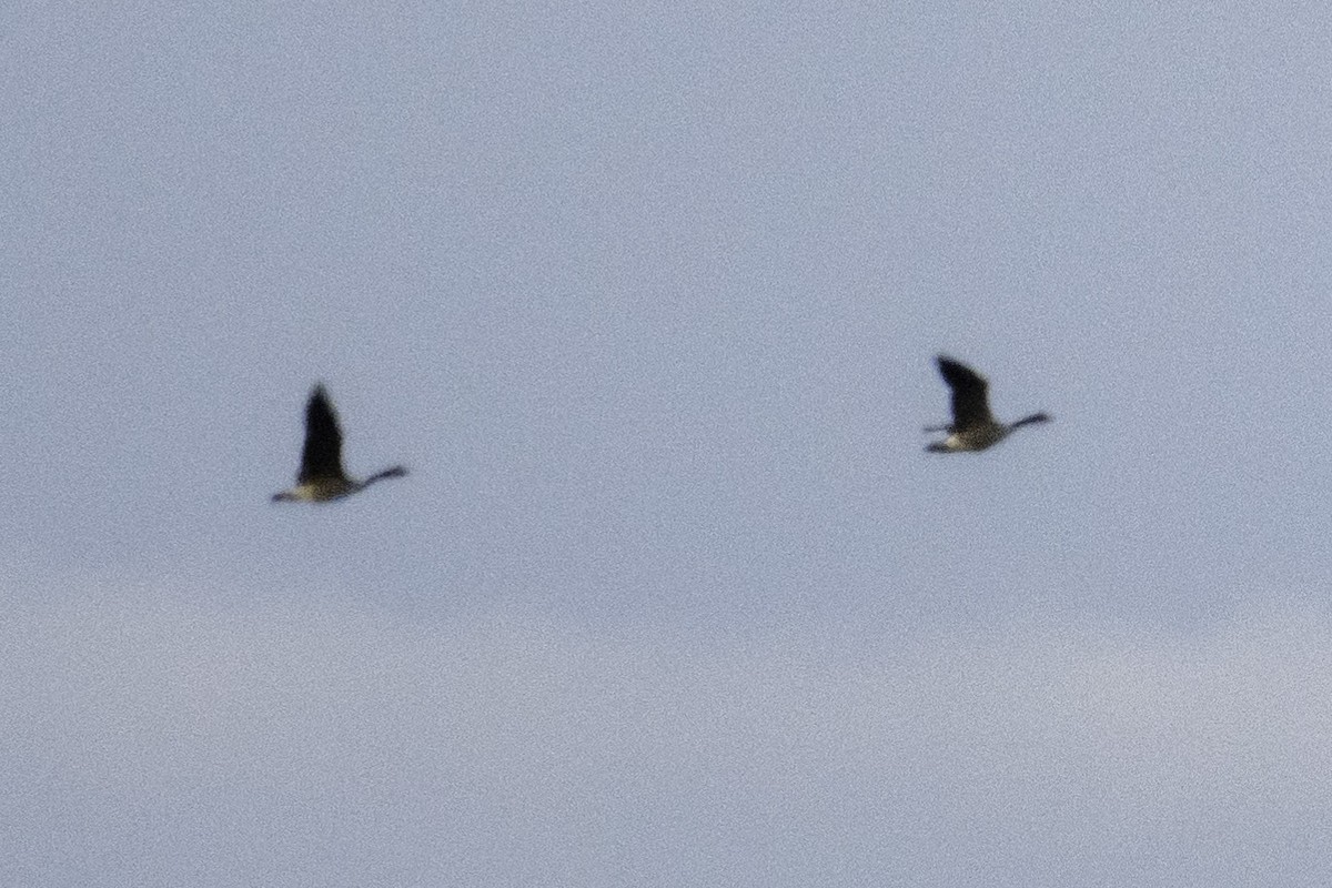 Canada Goose - ML646387930