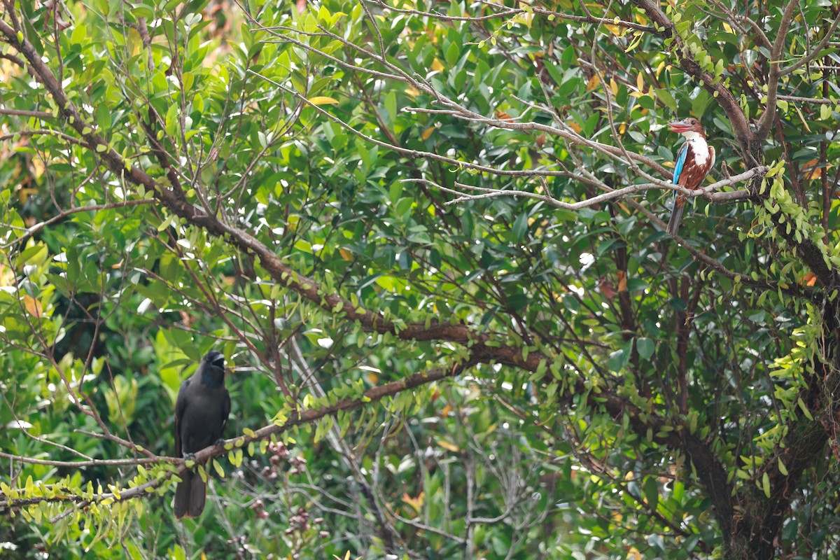 White-throated Kingfisher - ML646387931