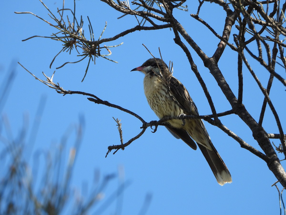 Spiny-cheeked Honeyeater - ML646387937