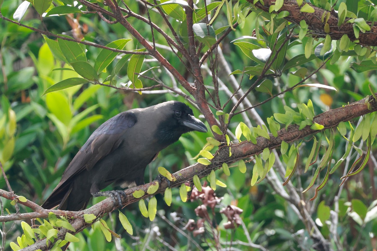 House Crow - ML646387938