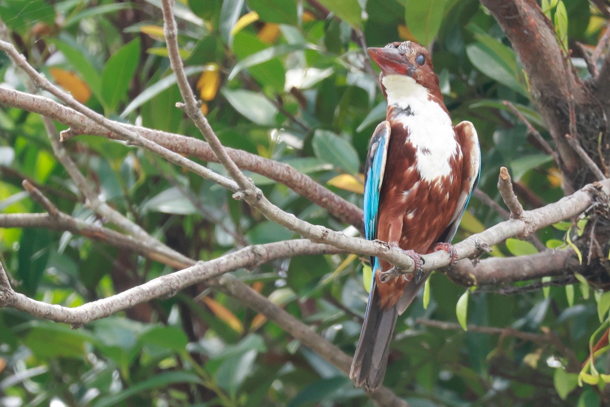 White-throated Kingfisher - ML646387939