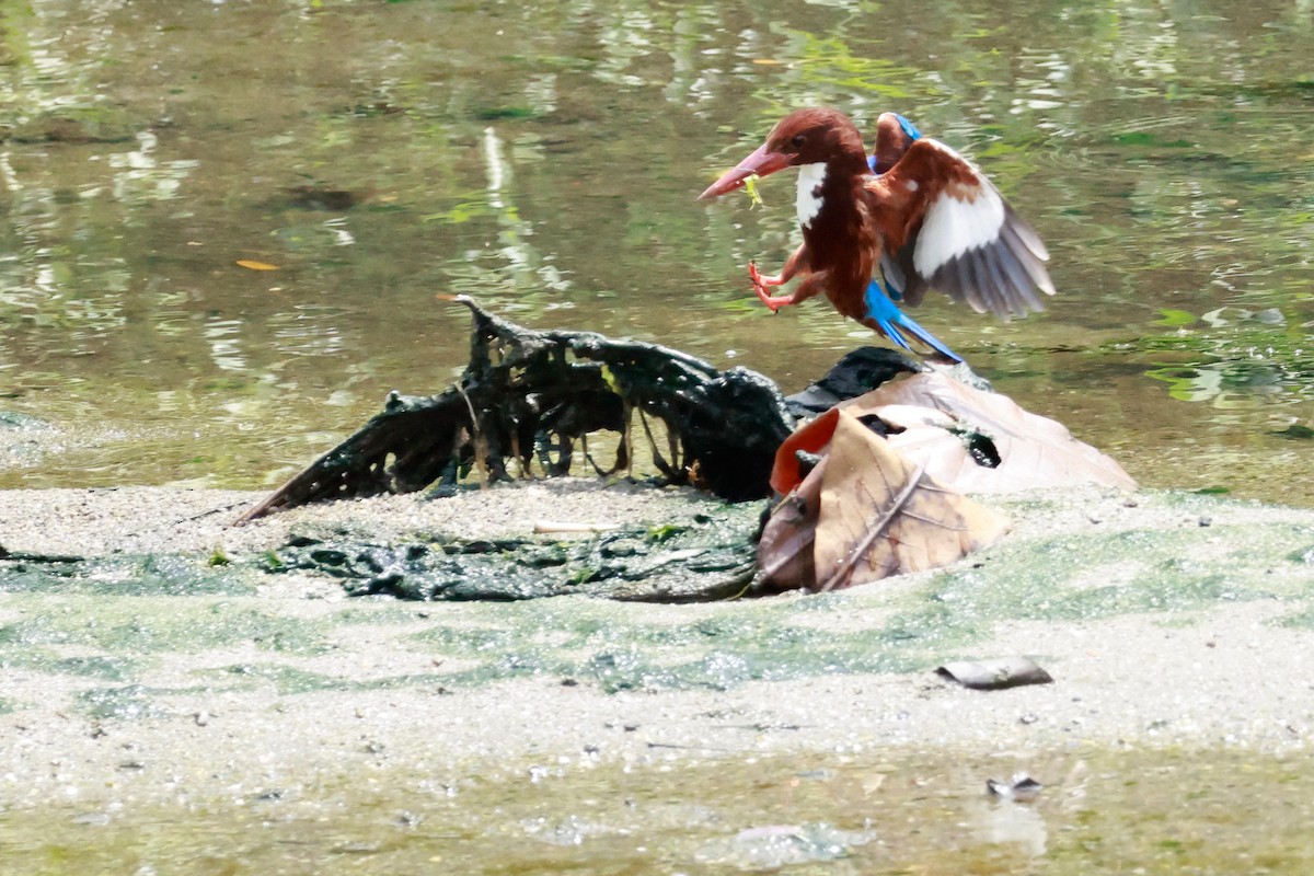 White-throated Kingfisher - ML646387946