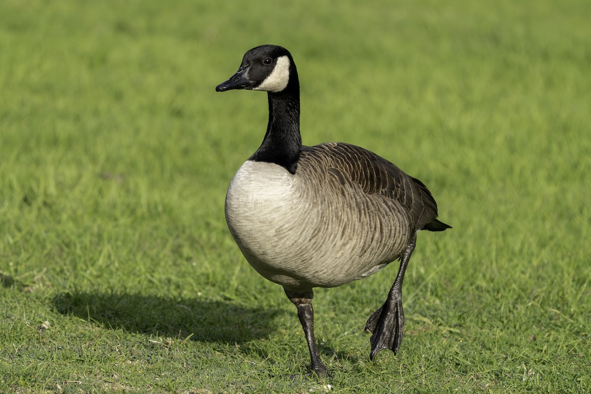 Canada Goose - ML646387957