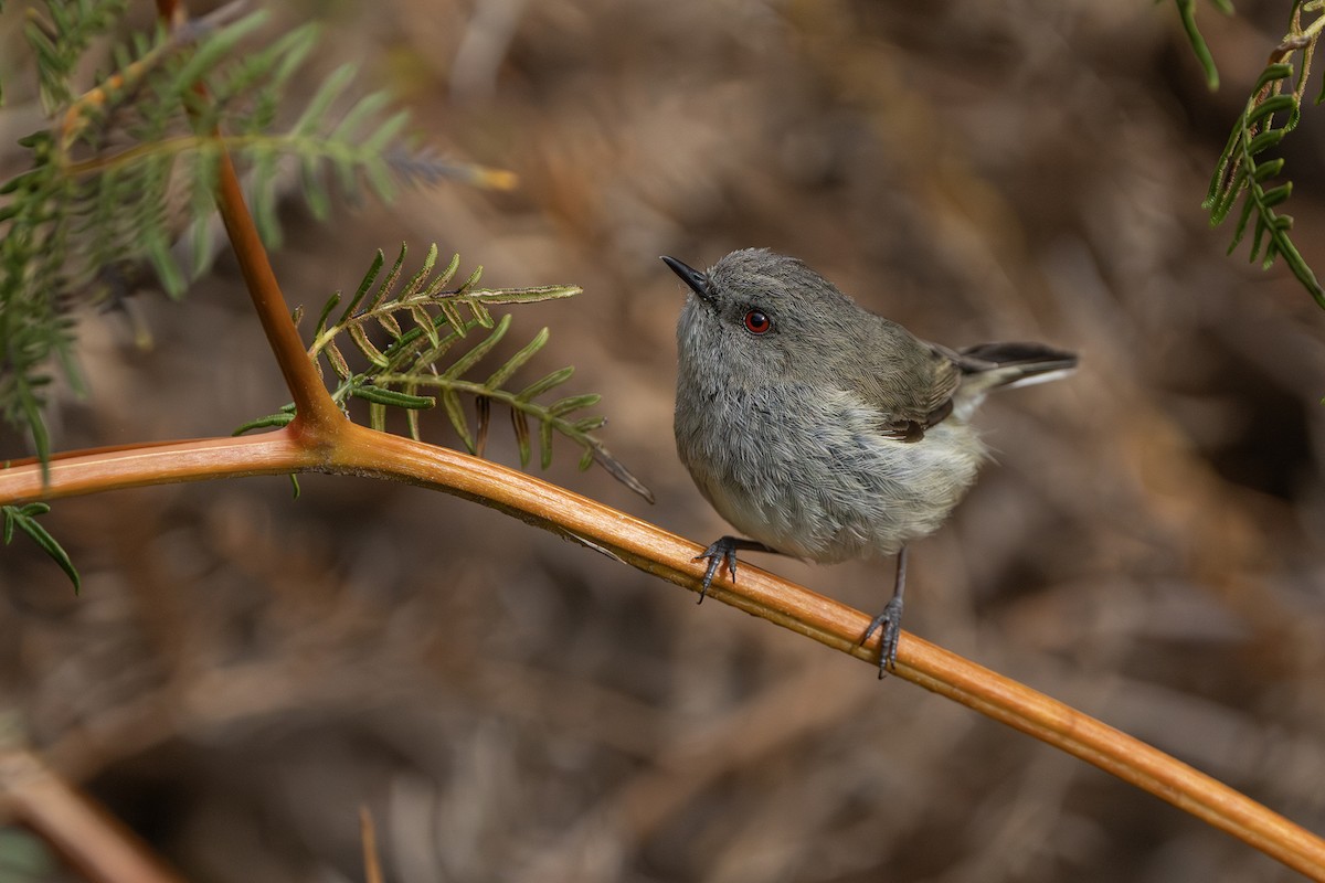 Gray Gerygone - ML646387963