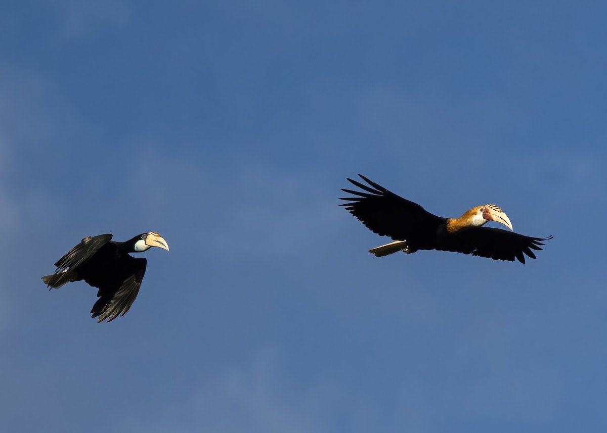 Blyth's Hornbill - ML646387966