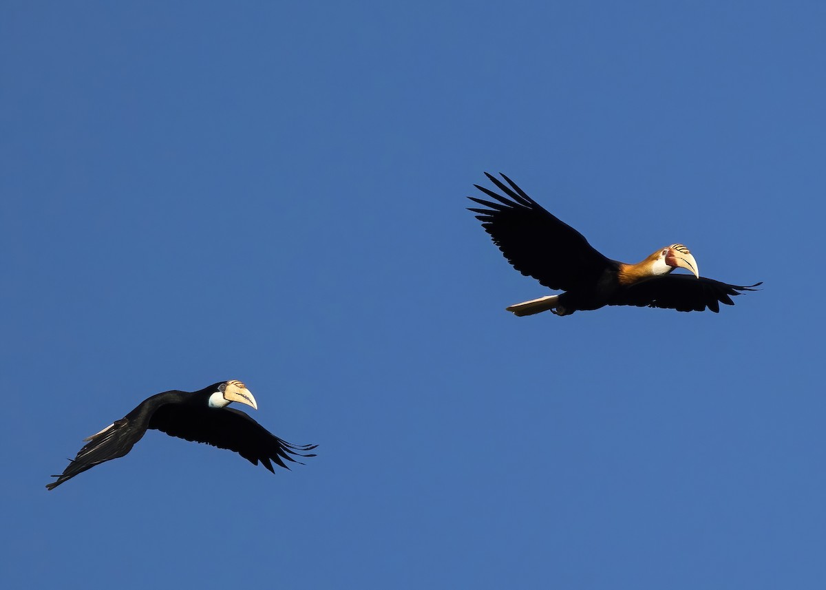 Blyth's Hornbill - ML646387967