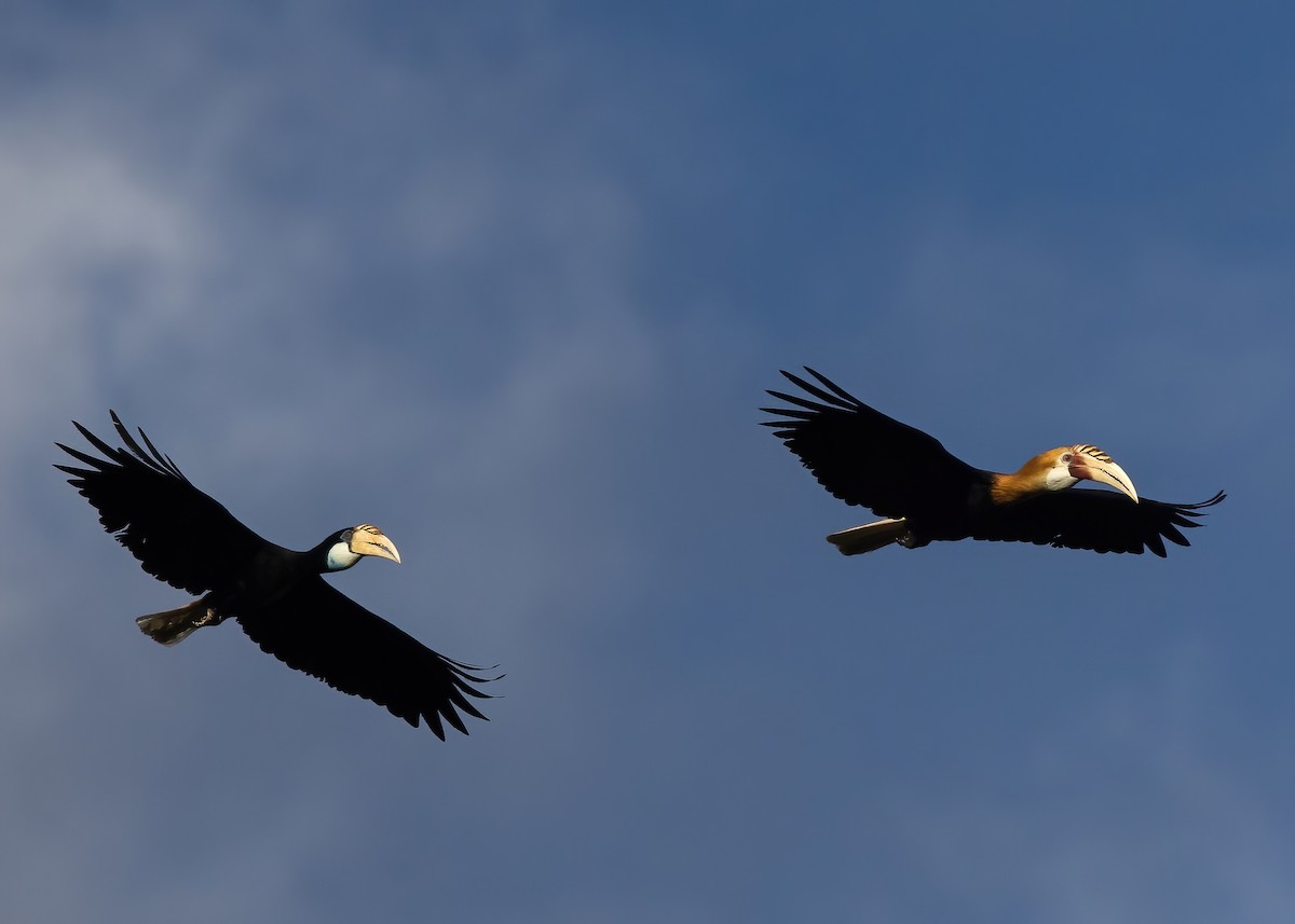 Blyth's Hornbill - ML646387968