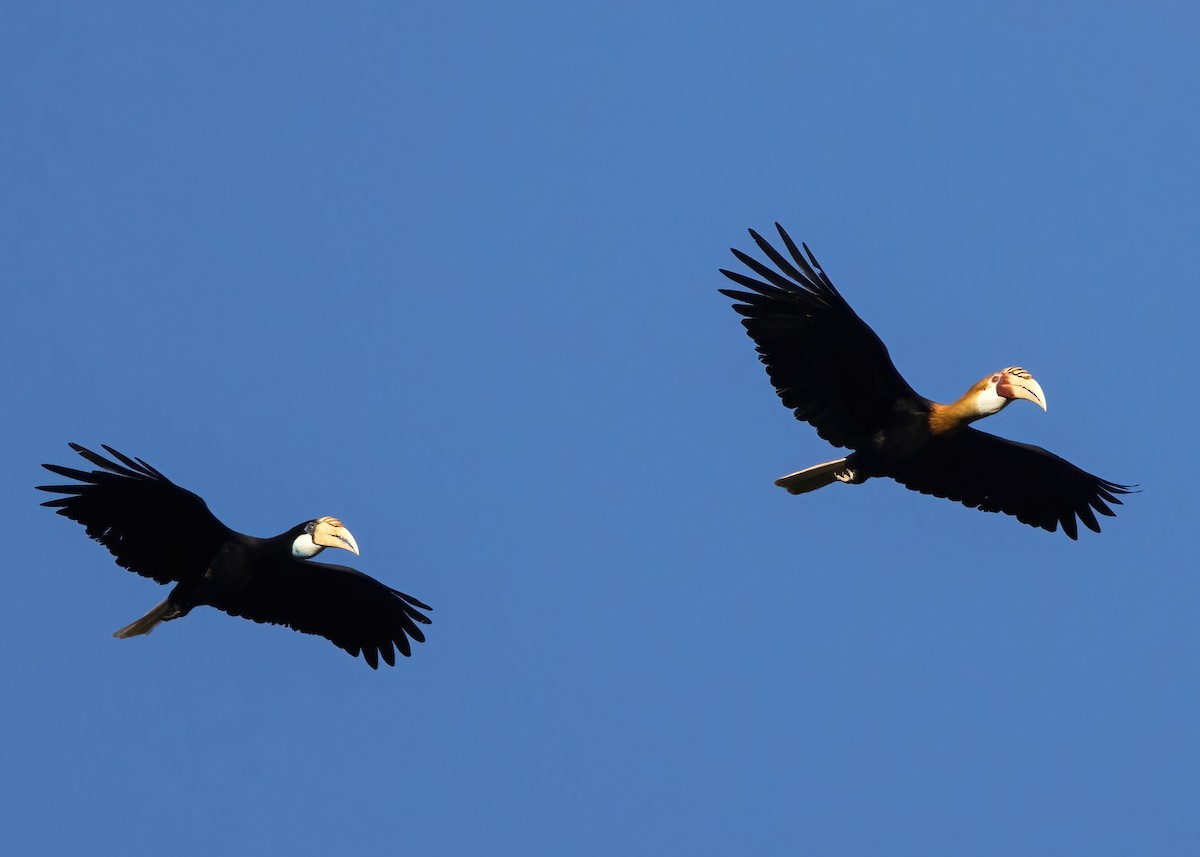 Blyth's Hornbill - ML646387969