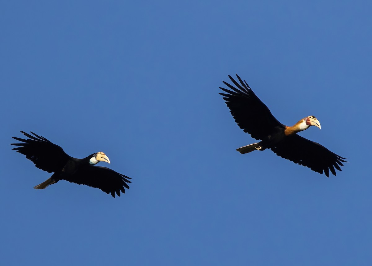 Blyth's Hornbill - ML646387970