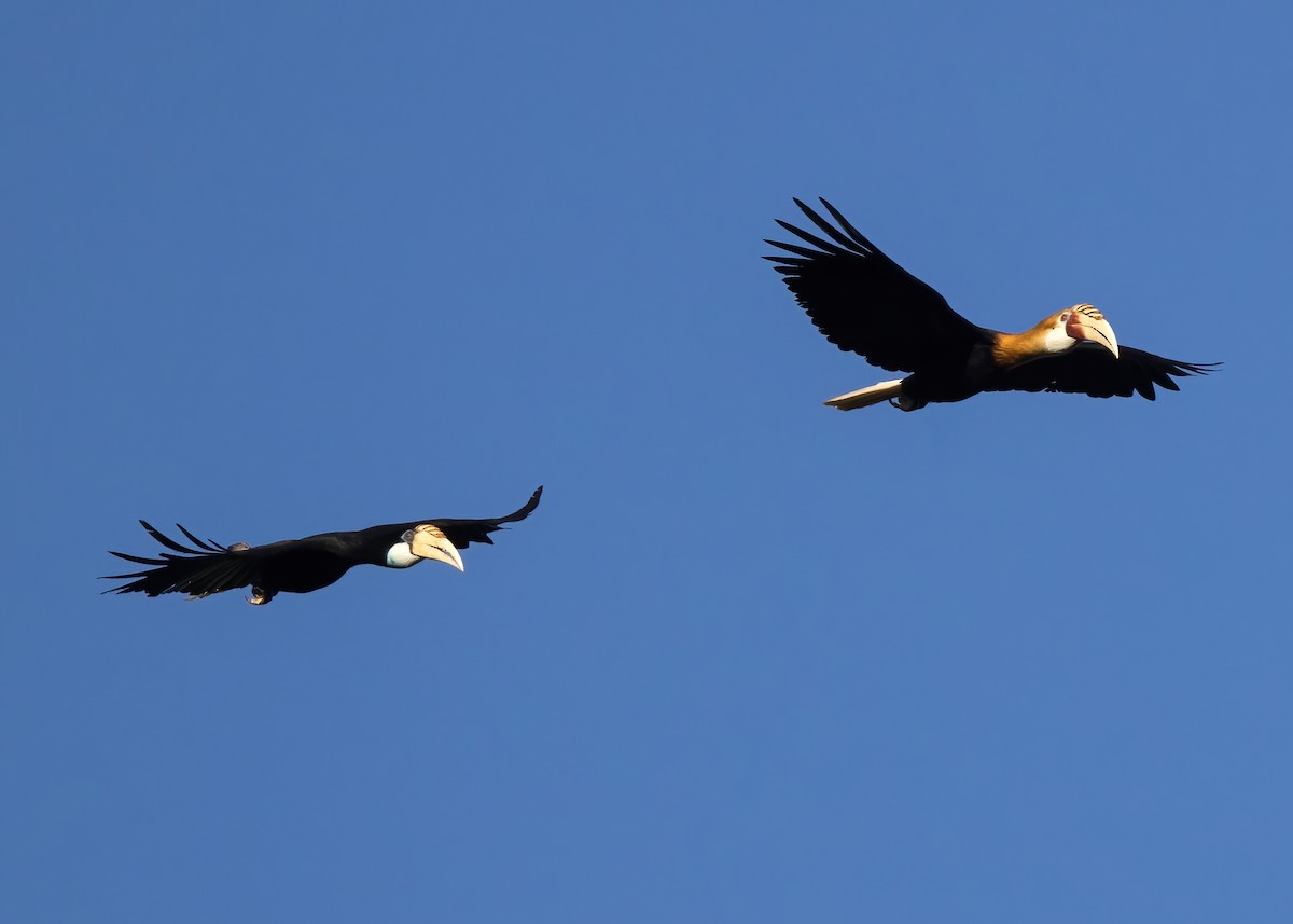 Blyth's Hornbill - ML646387971