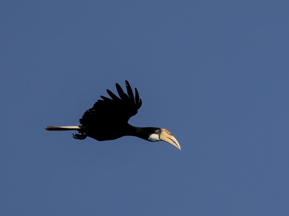 Blyth's Hornbill - ML646387973