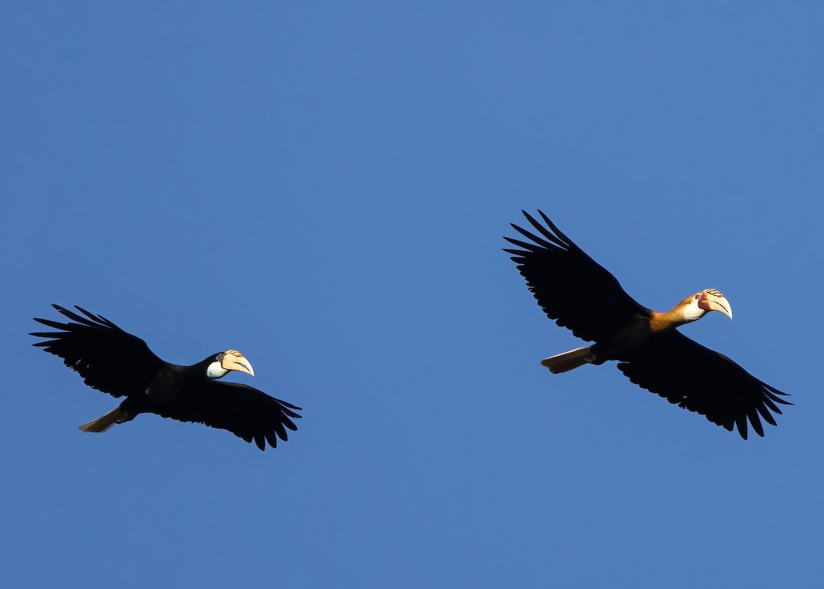 Blyth's Hornbill - ML646387974