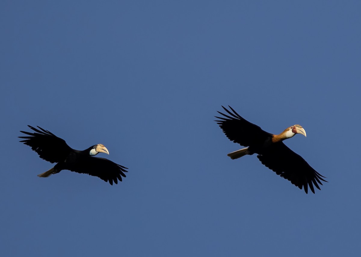 Blyth's Hornbill - ML646387976