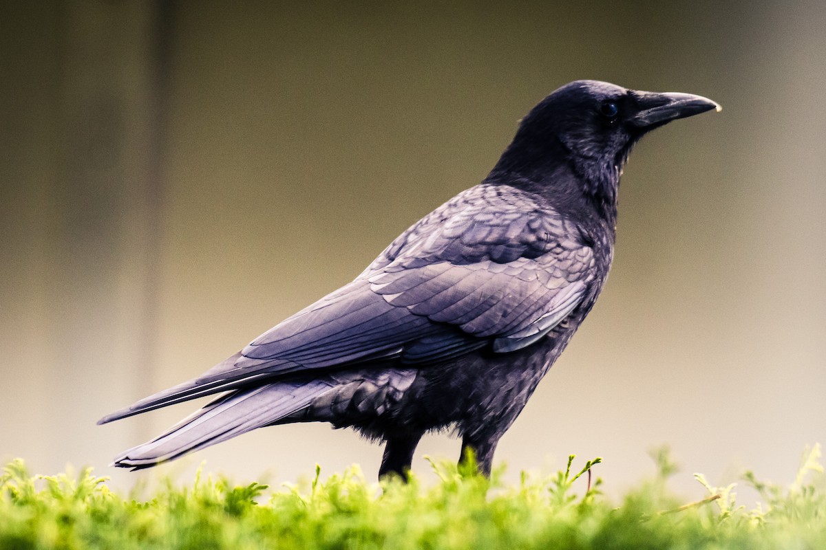 American Crow - ML646387981