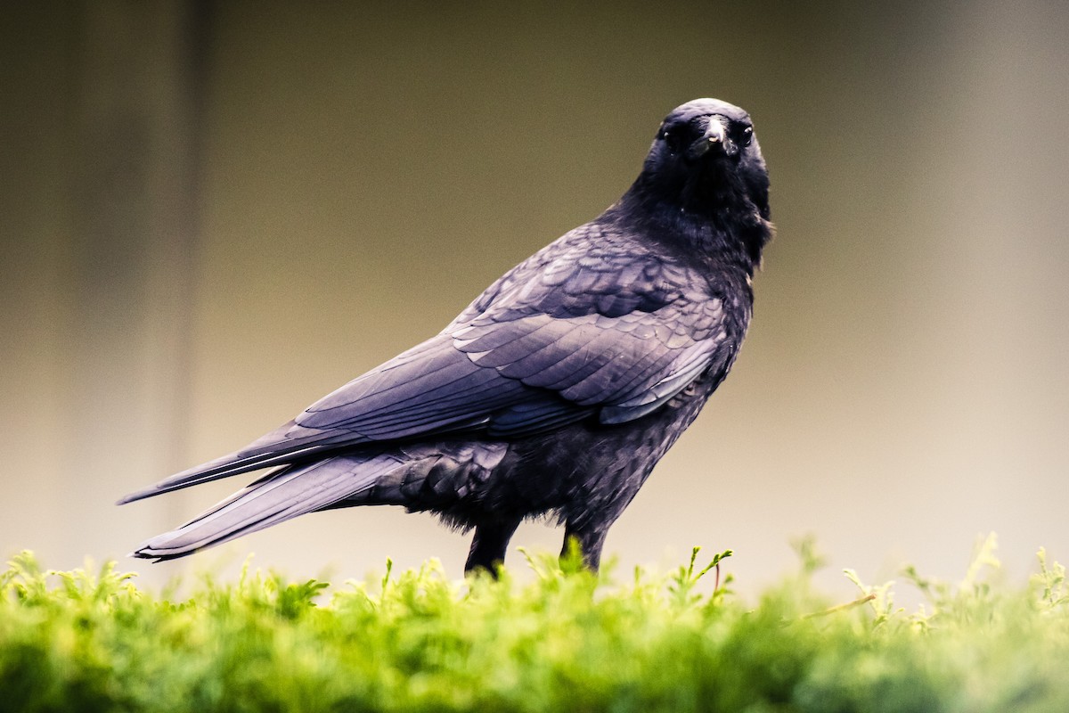 American Crow - ML646387982