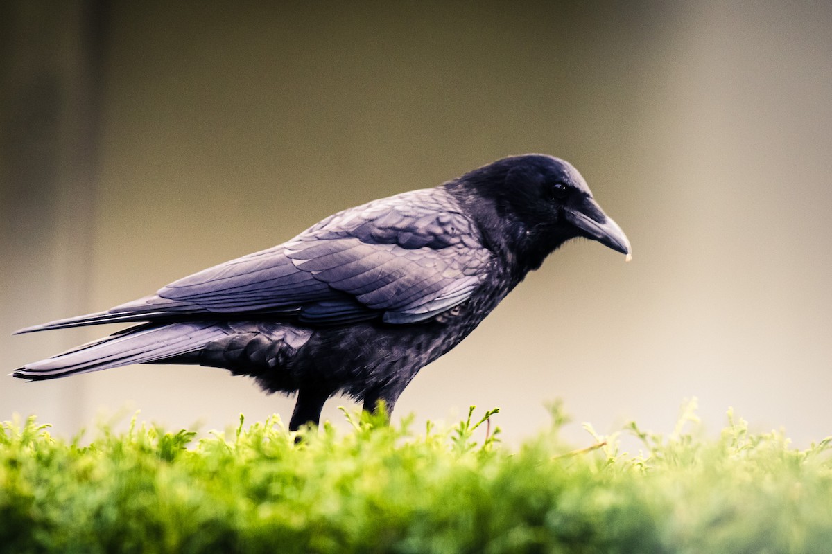 American Crow - ML646387984