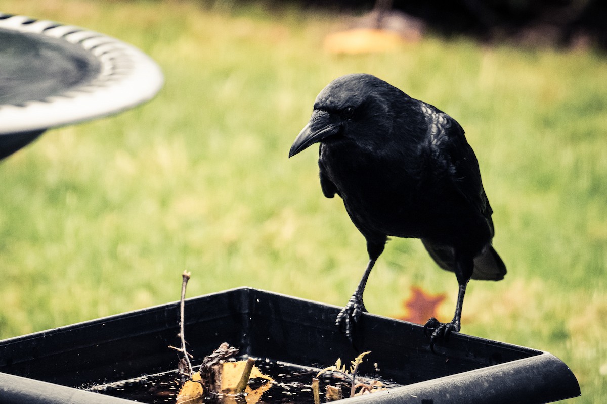 American Crow - ML646387985