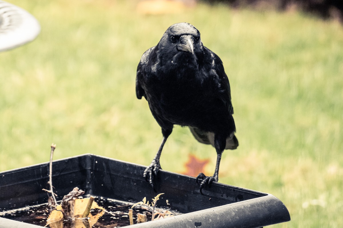American Crow - ML646387986