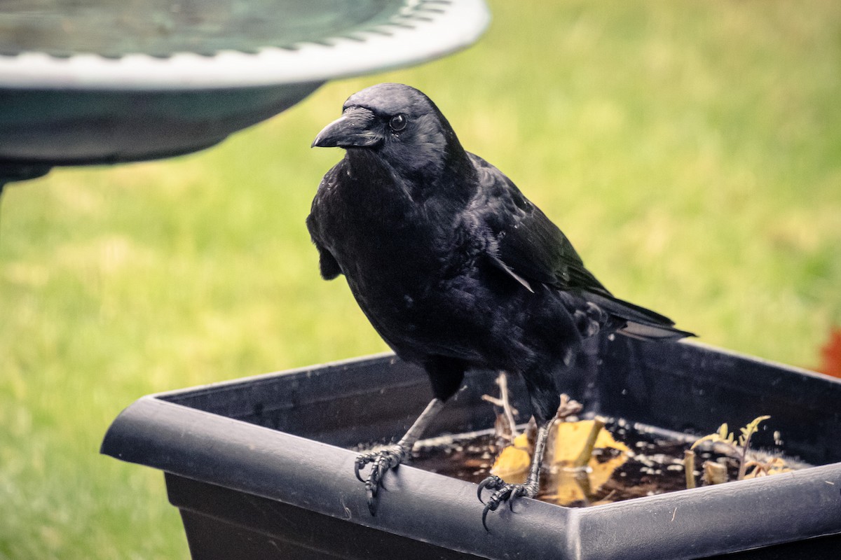 American Crow - ML646387987
