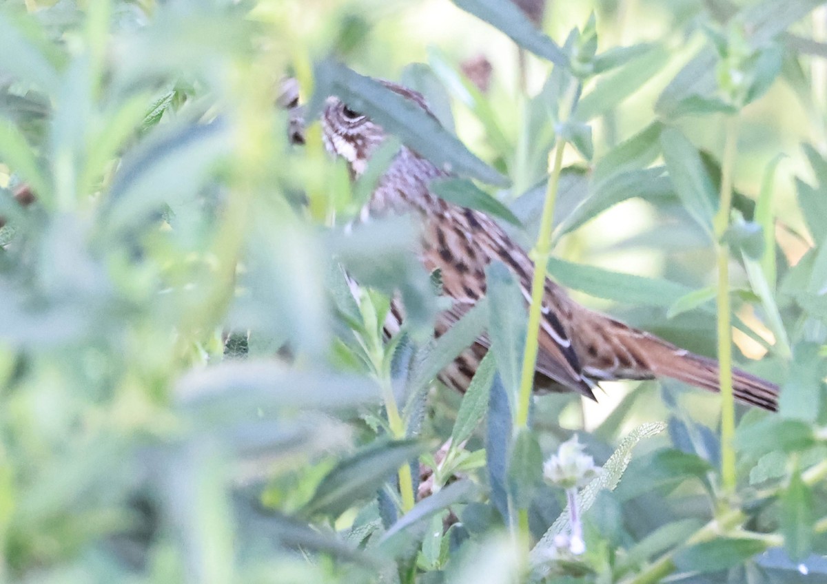 Song Sparrow - ML646387988
