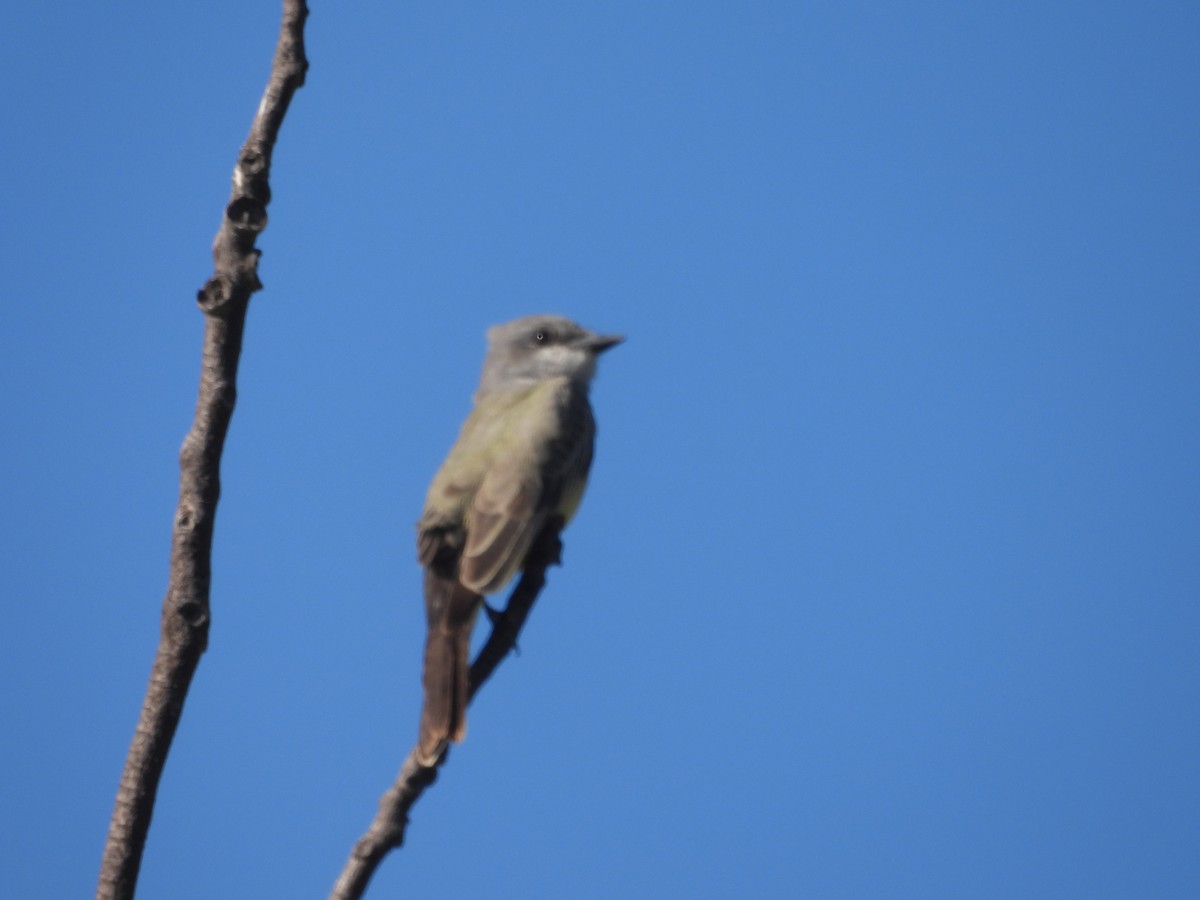 Cassin's Kingbird - ML646387990