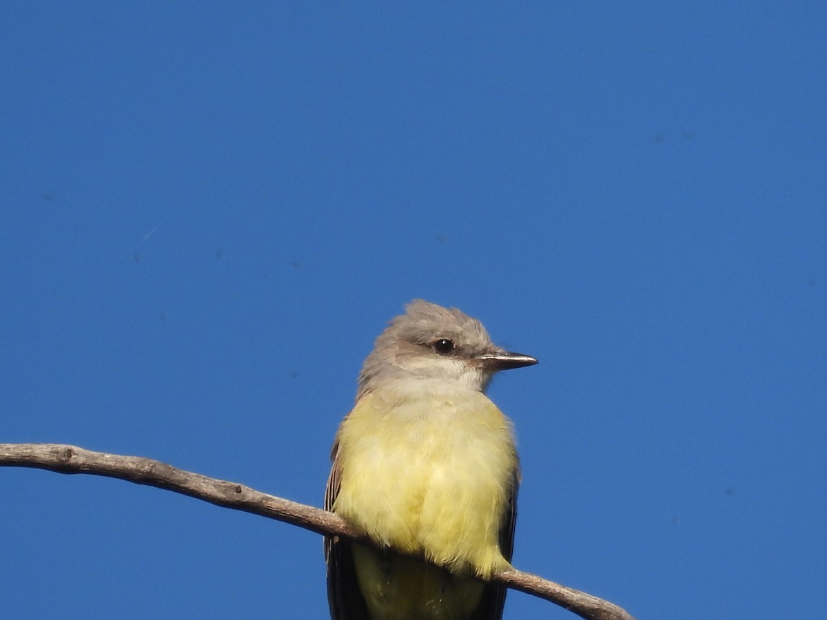Cassin's Kingbird - ML646387991