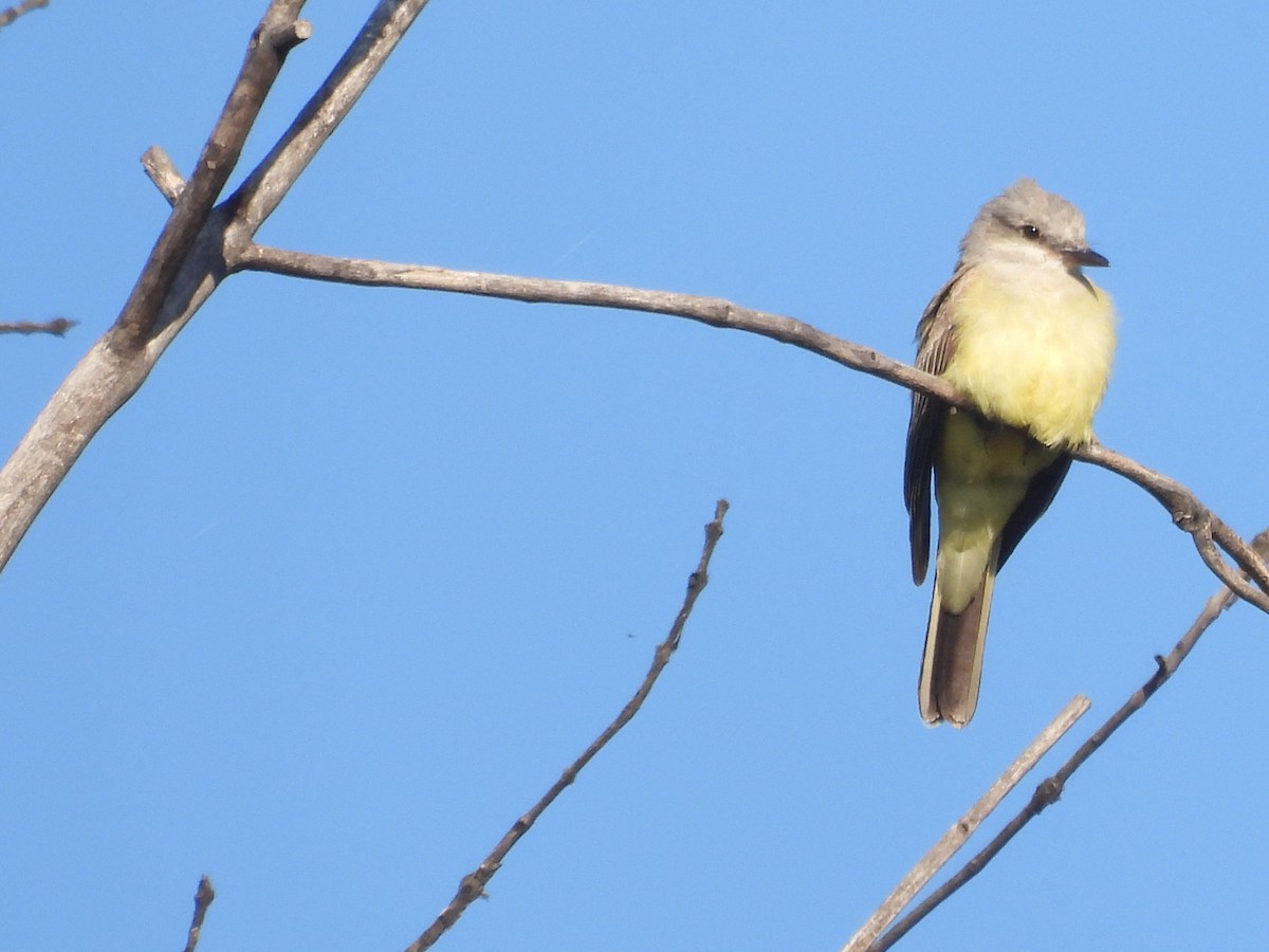 Western Kingbird - ML646387995