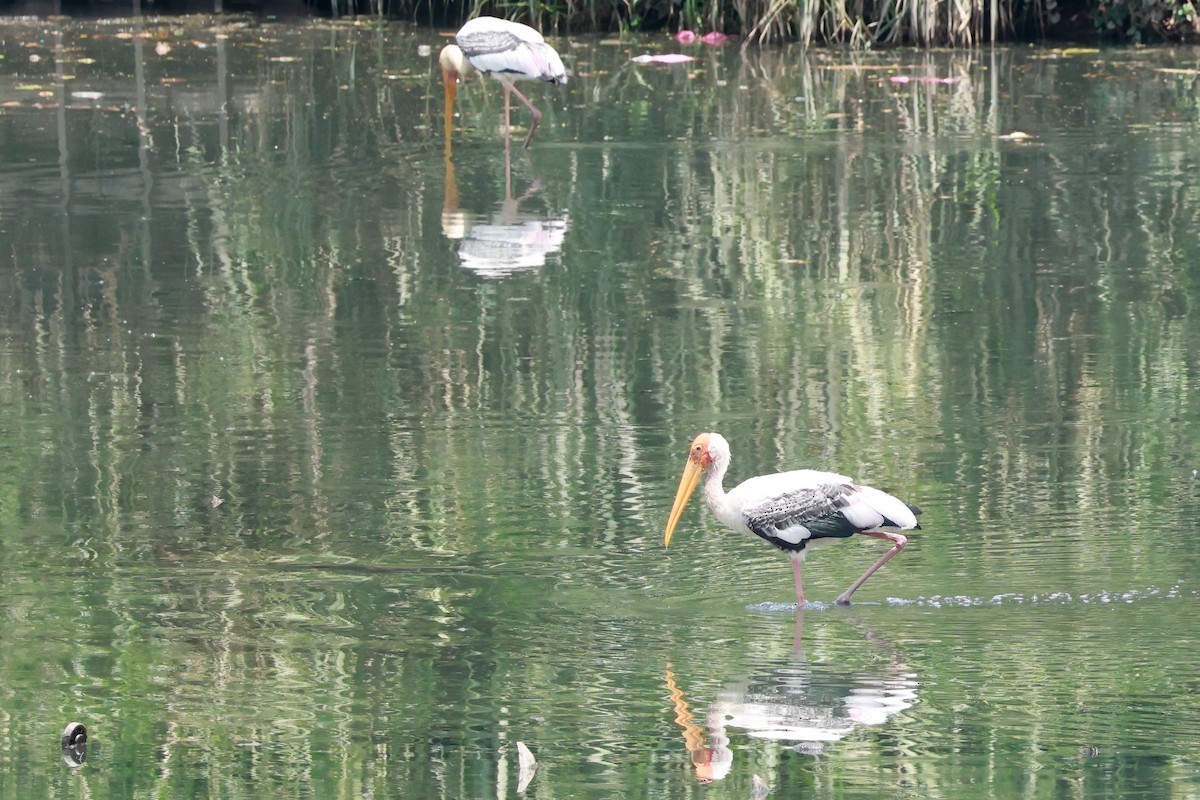Painted Stork - ML646388004