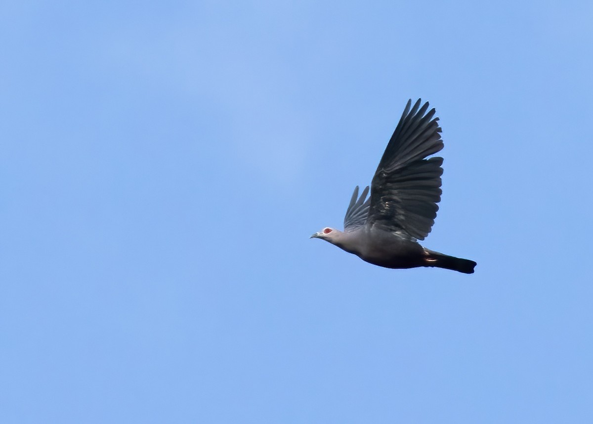 Pinon's Imperial-Pigeon - ML646388006