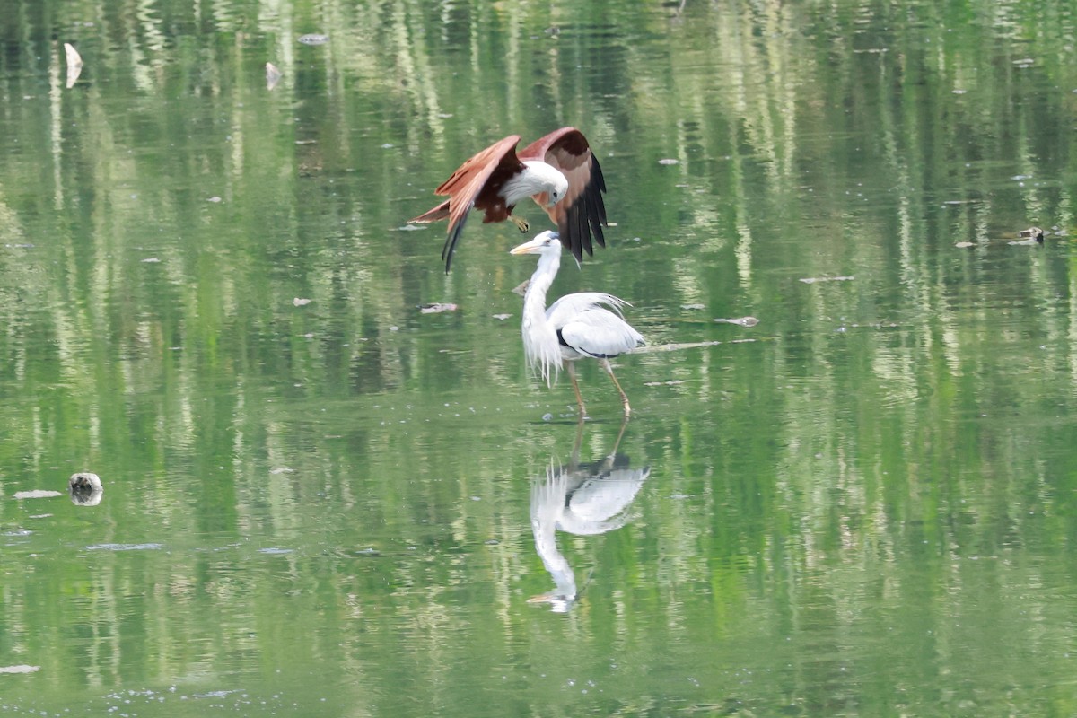 Gri Balıkçıl - ML646388009