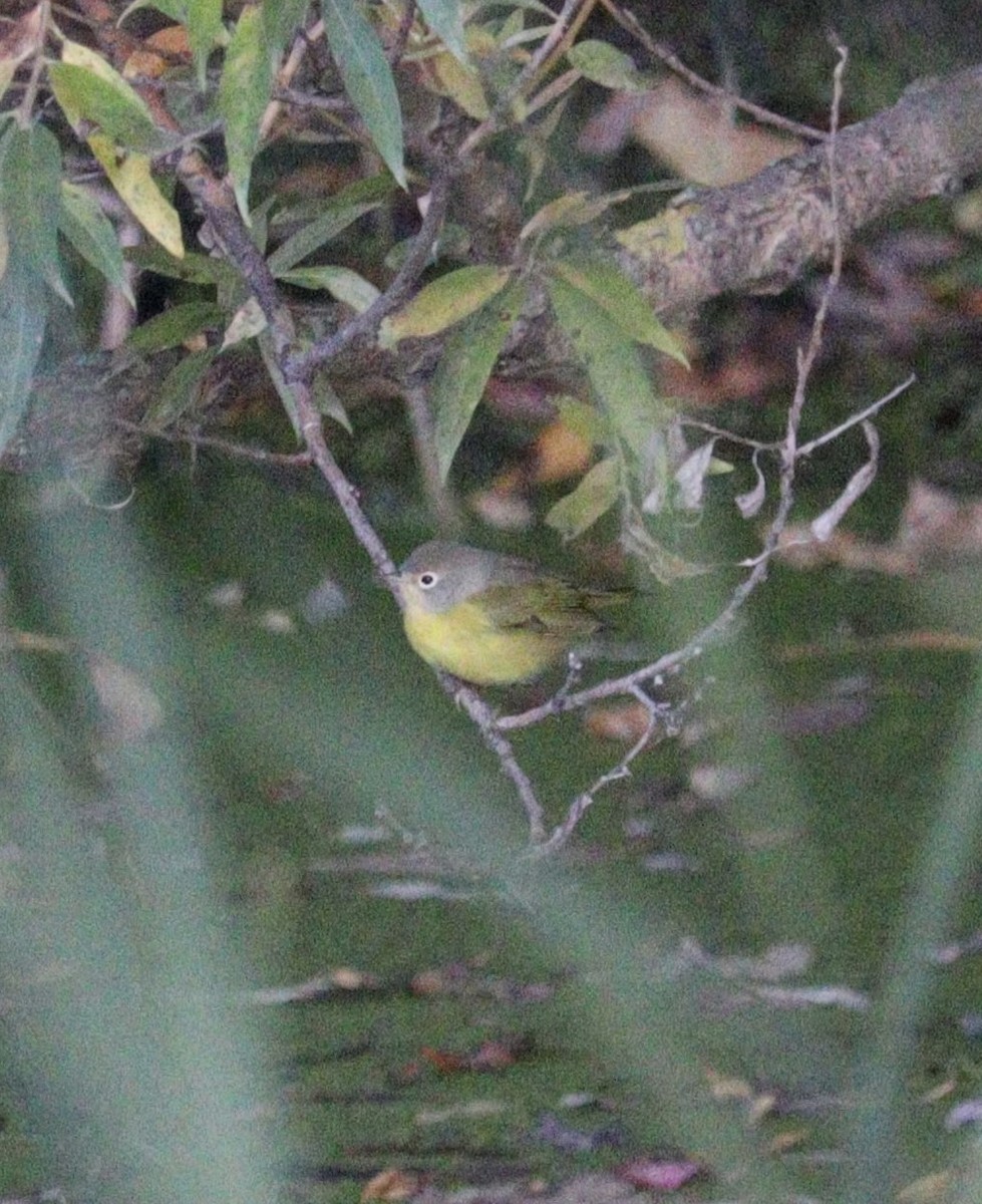 Nashville Warbler - ML646388015
