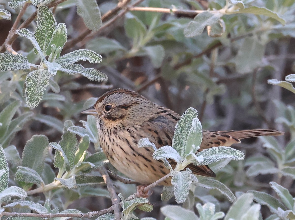 strnadec pruhohlavý - ML646388021