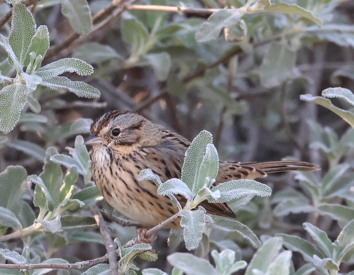 strnadec pruhohlavý - ML646388022