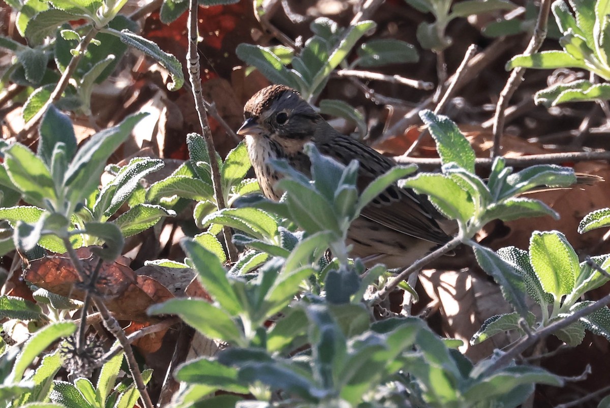 strnadec pruhohlavý - ML646388023